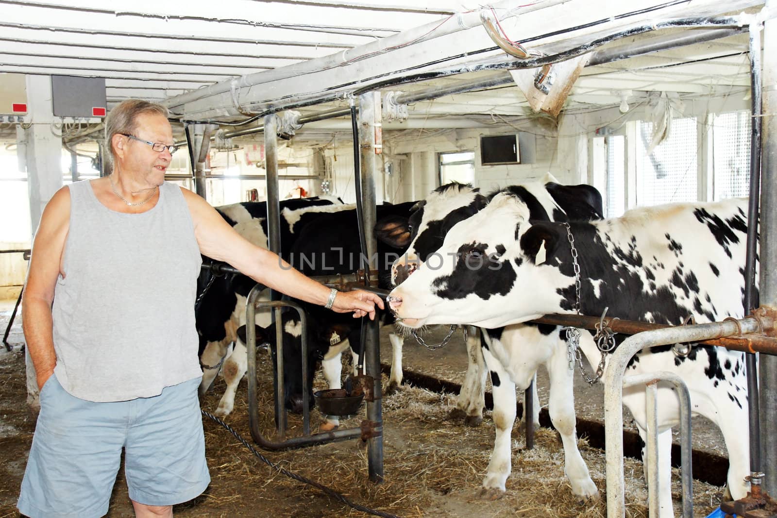Senior man with cows by Mirage3