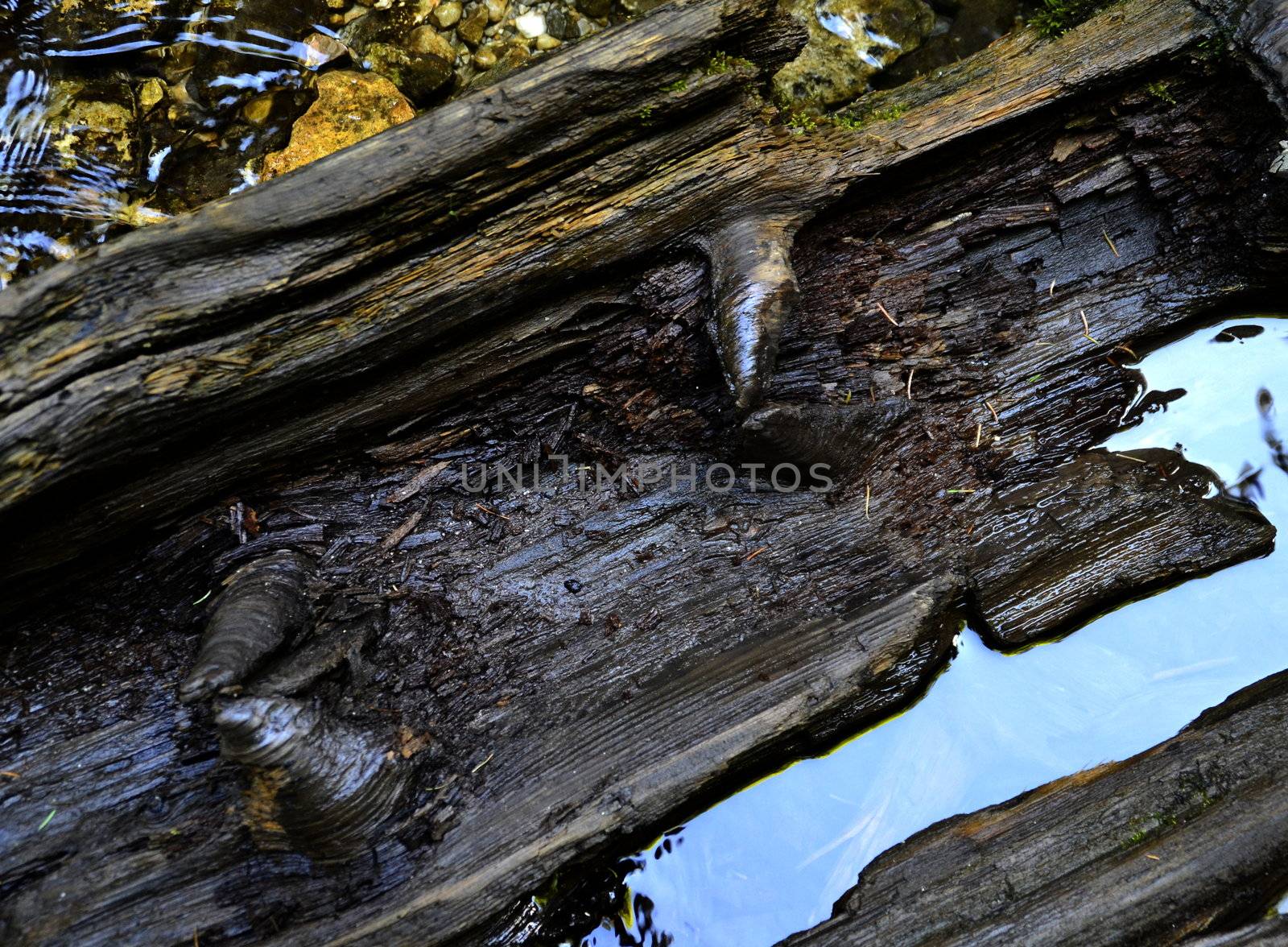 background disintegrated or rotten wood lying in the stream