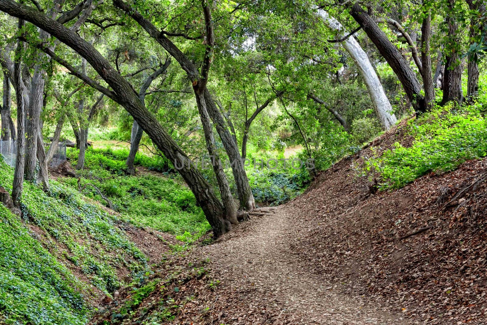 Path Along Cherry Canyon Park Near La Canada Flintridge, California