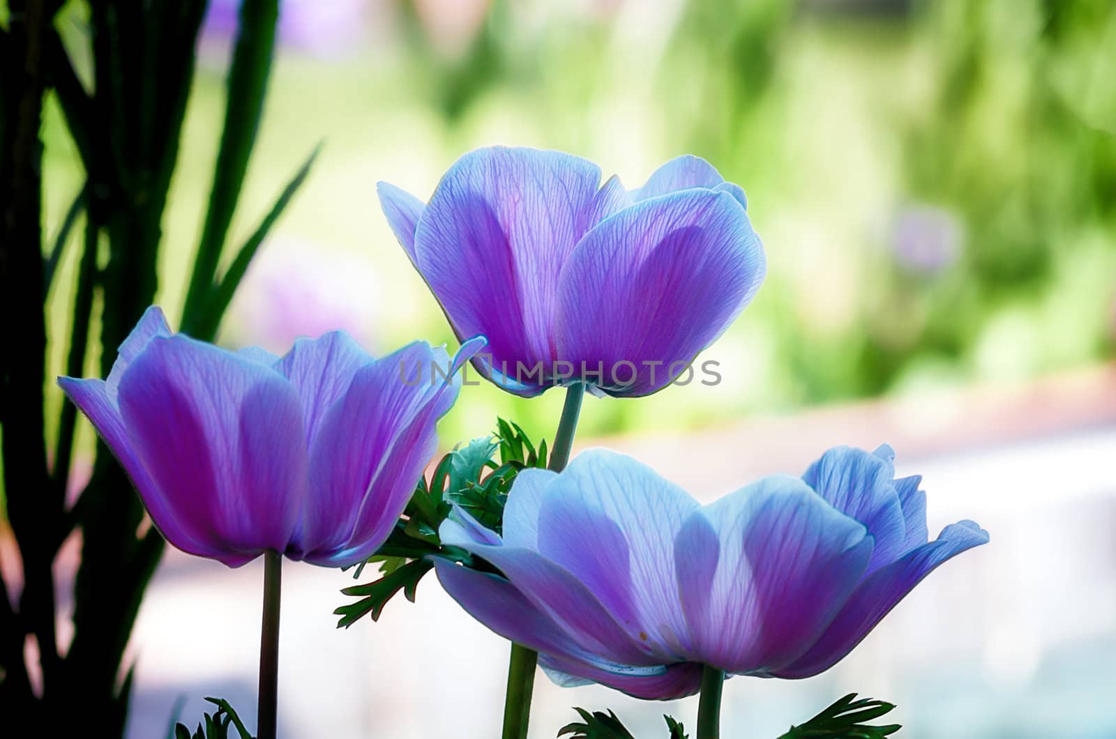 Three Pastel Flowers by wolterk