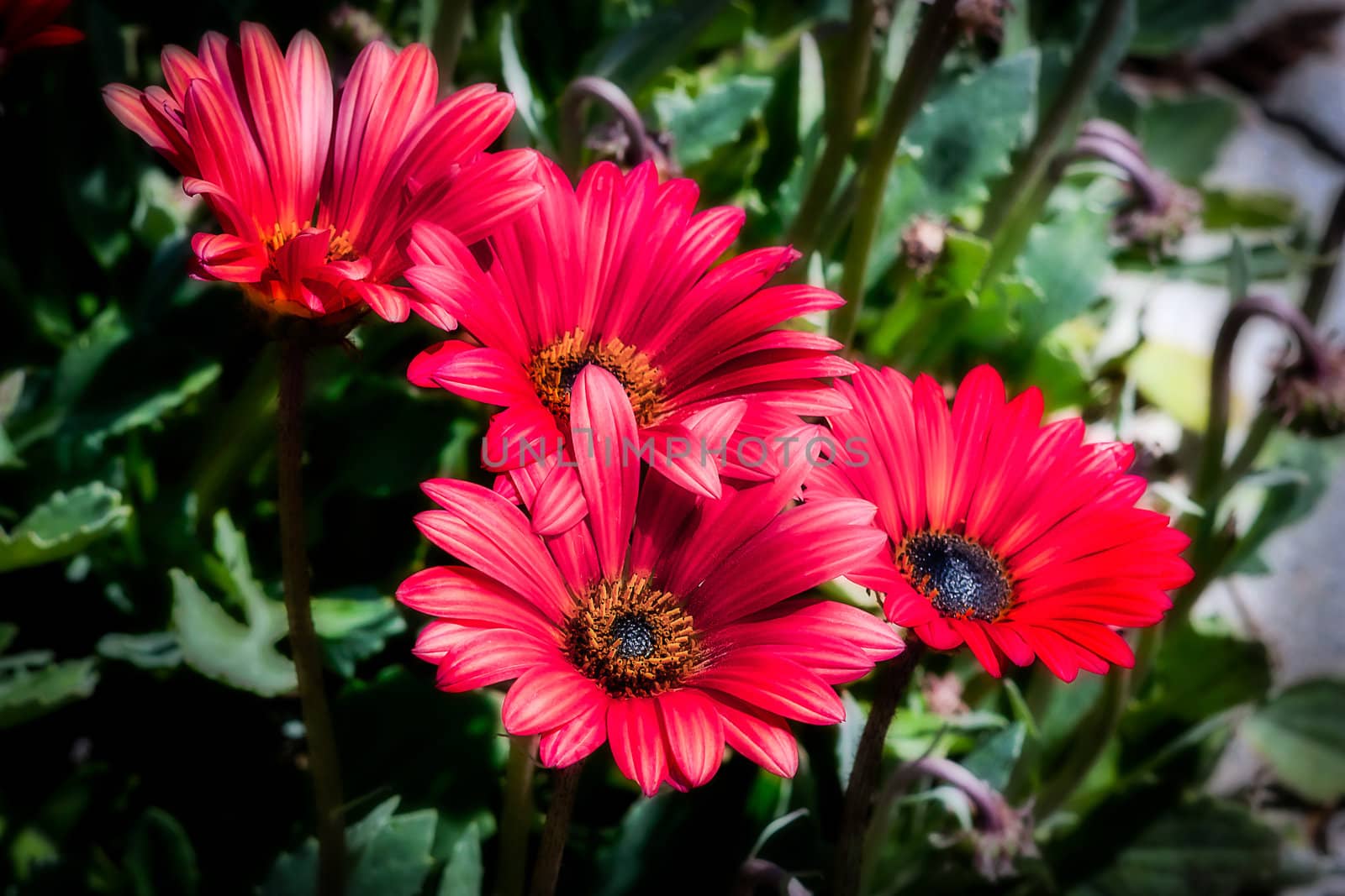 Vibrant Red Gerbera Daisies