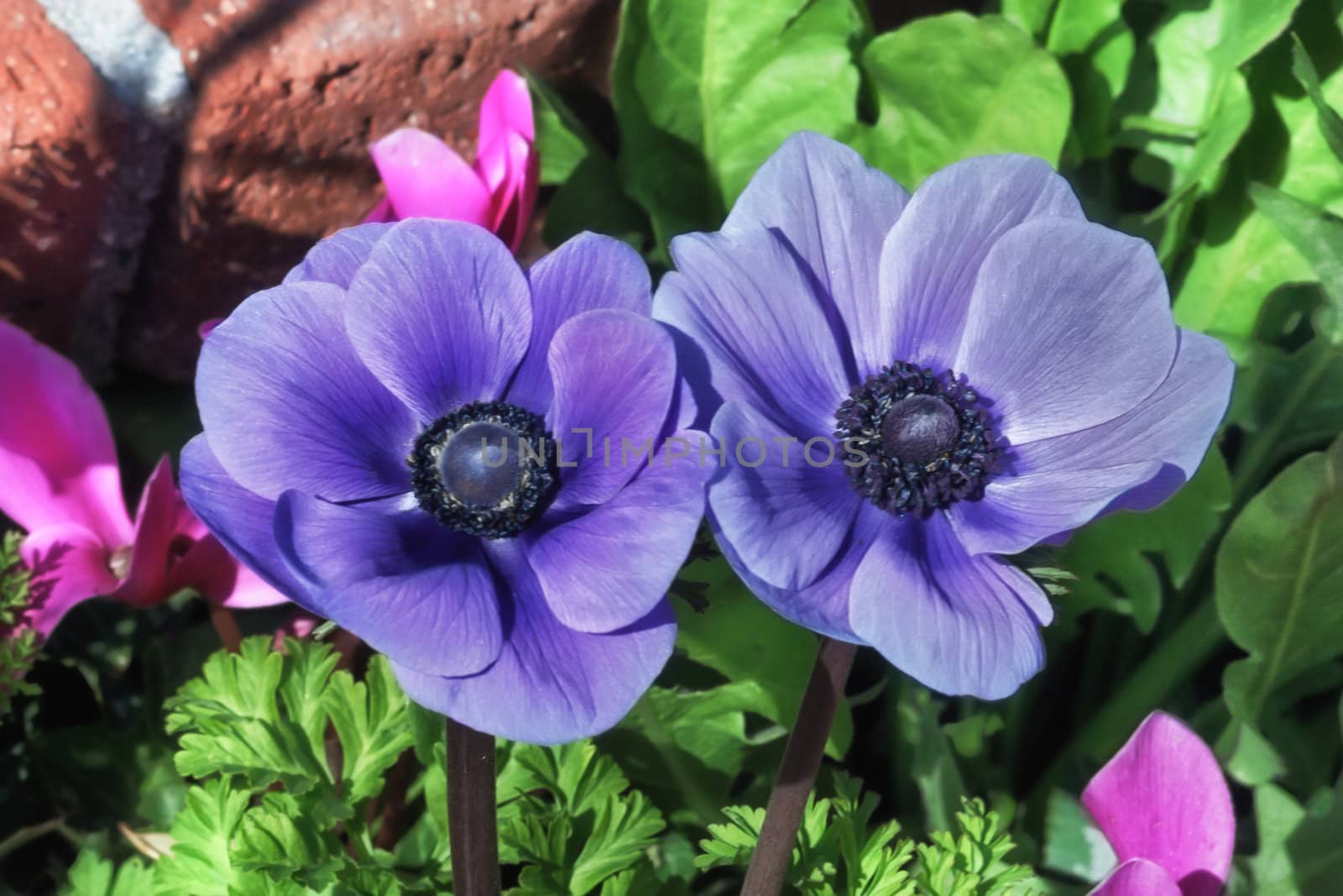 Two Pastel Flowers with Dark Stamen