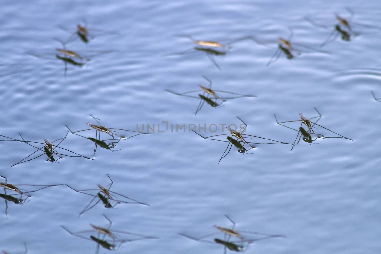 Water strider living on the surface of the water