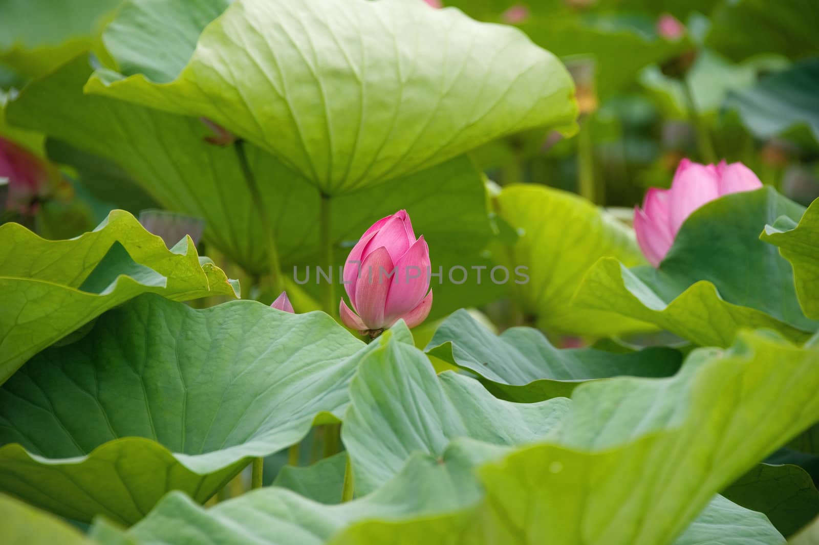 lotus blossoms on the protected forest lake