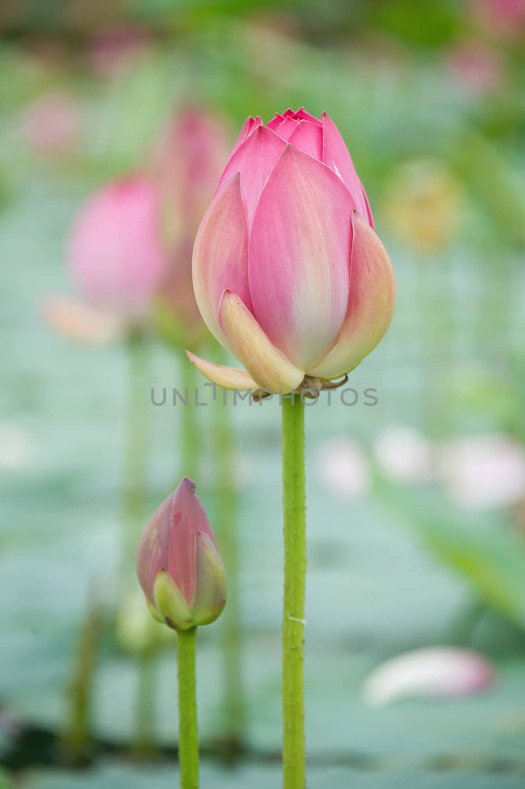 lotus blossoms on the protected forest lake