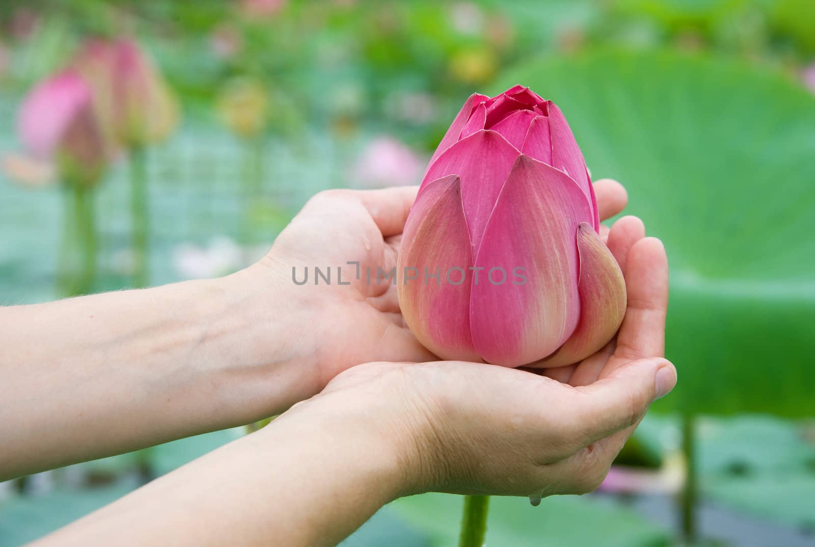 lotus blossoms on the protected forest lake