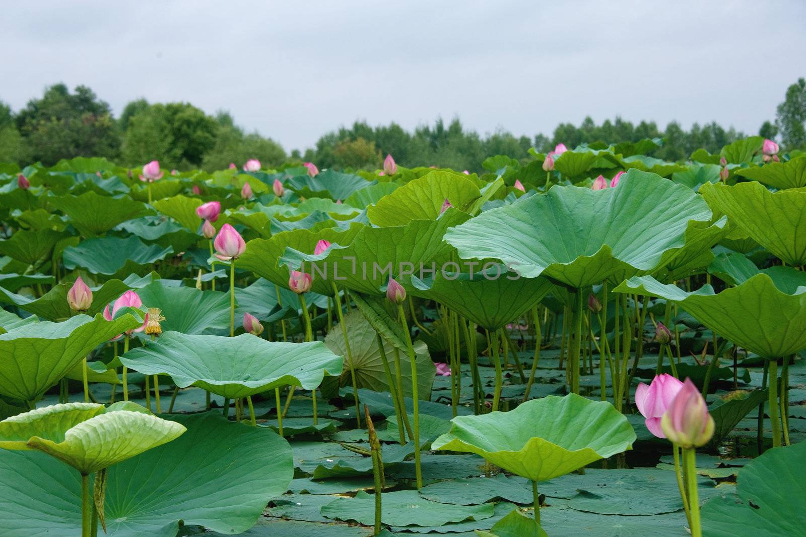 lotus blossoms on the protected forest lake