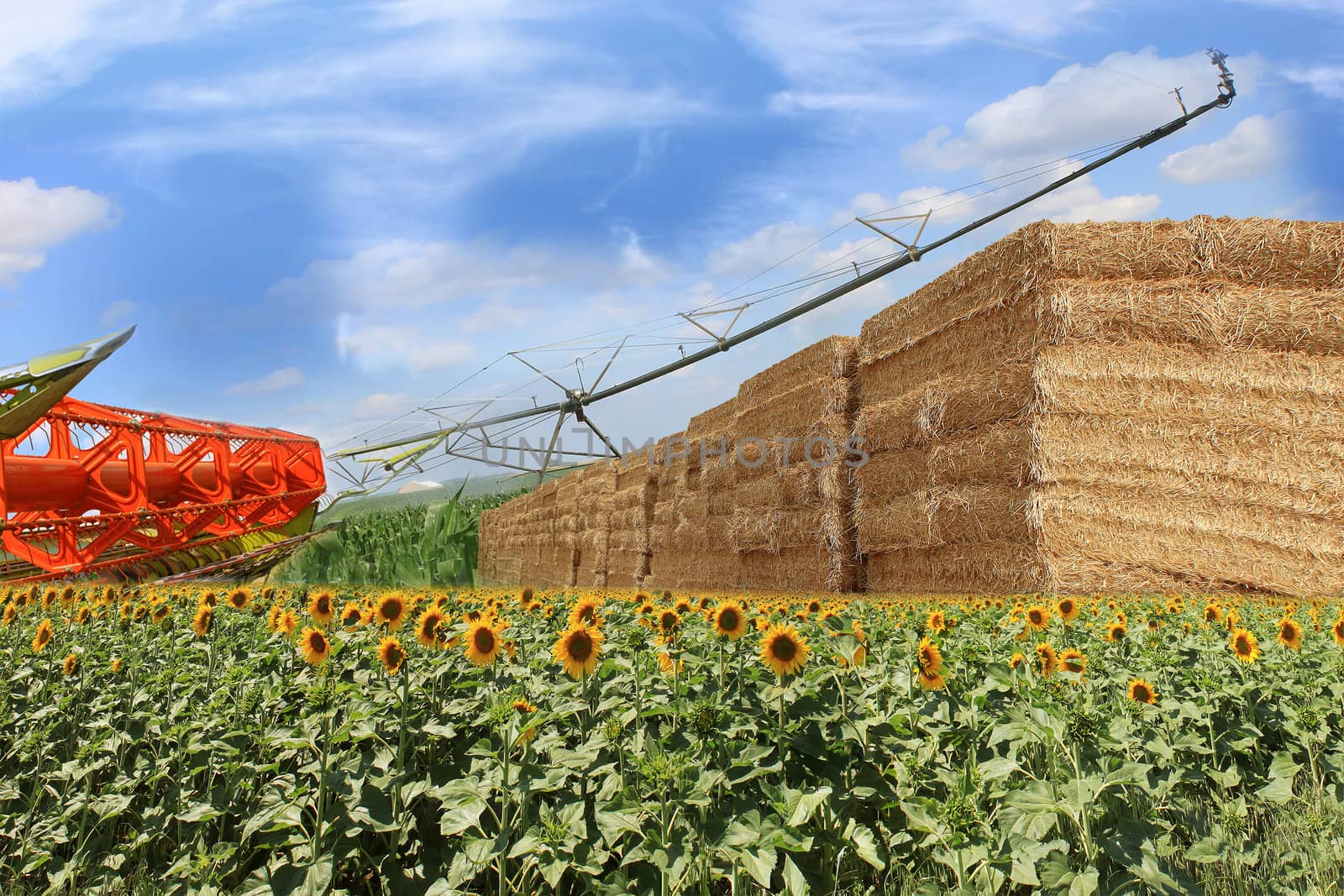 layout for an organic straw bales, combine, sunflowers and corn field