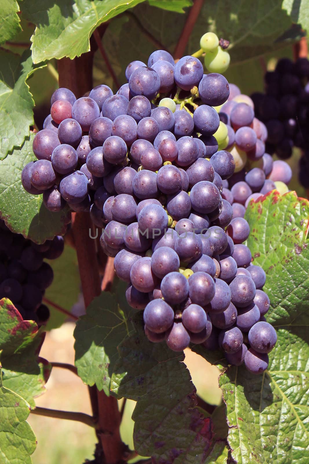 bunches of grapes on vines in a vineyard before harvest