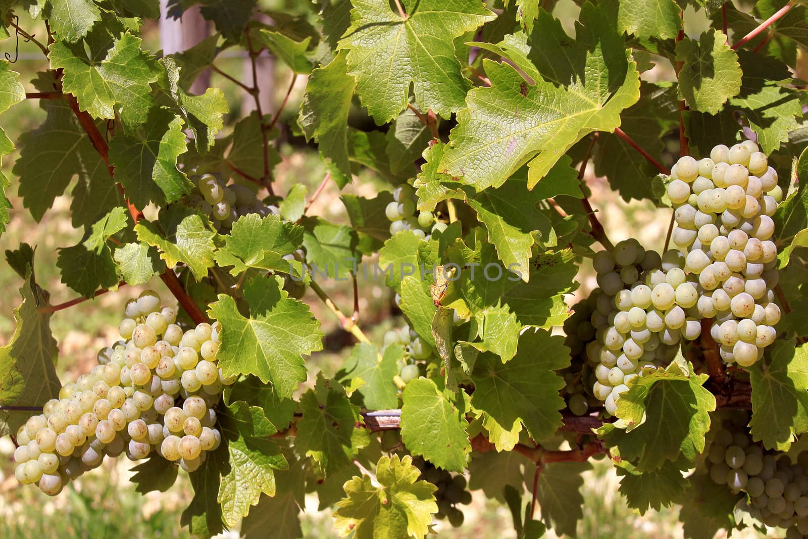 bunches of grapes on vines in a vineyard before harvest