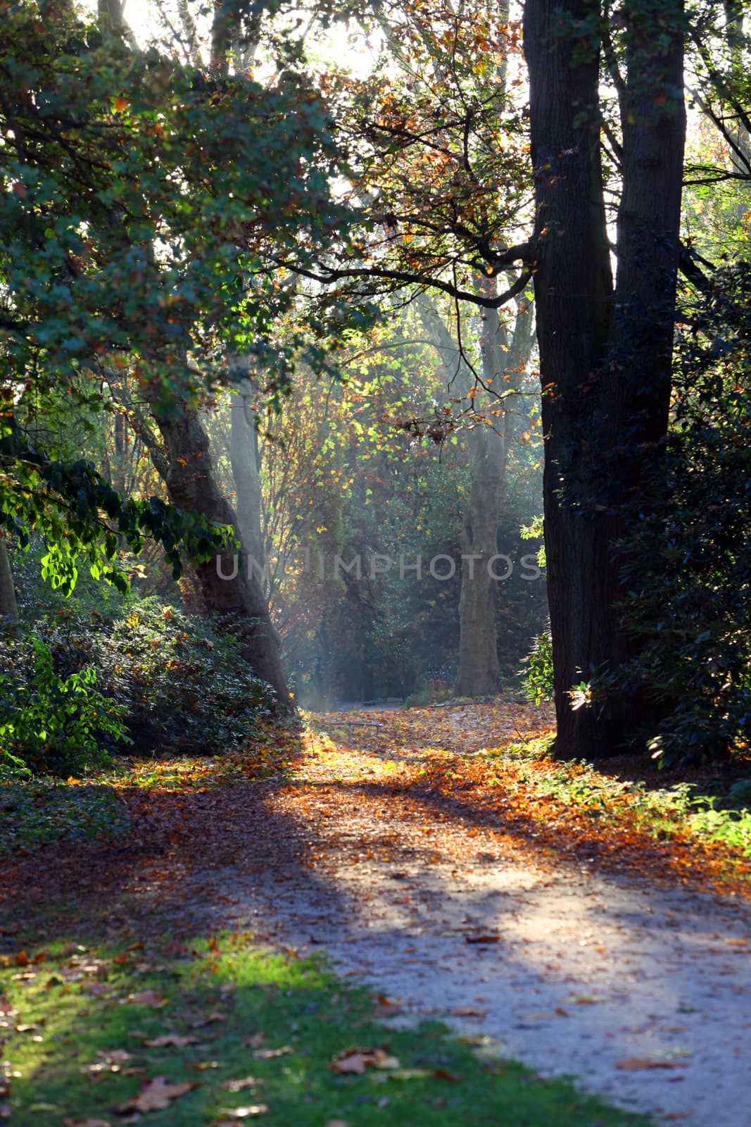 Empty paved walkway through autumn forest by Farina6000