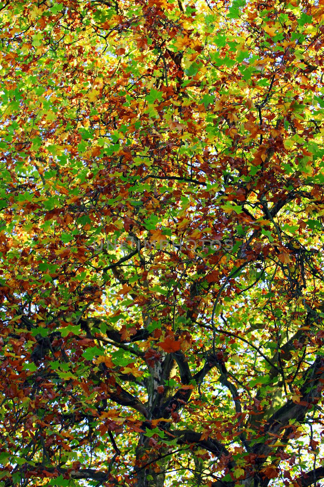 View up into the canopy of a deciuous tree showing the changing colours of the leaves to yellow and brown during the autumn season
