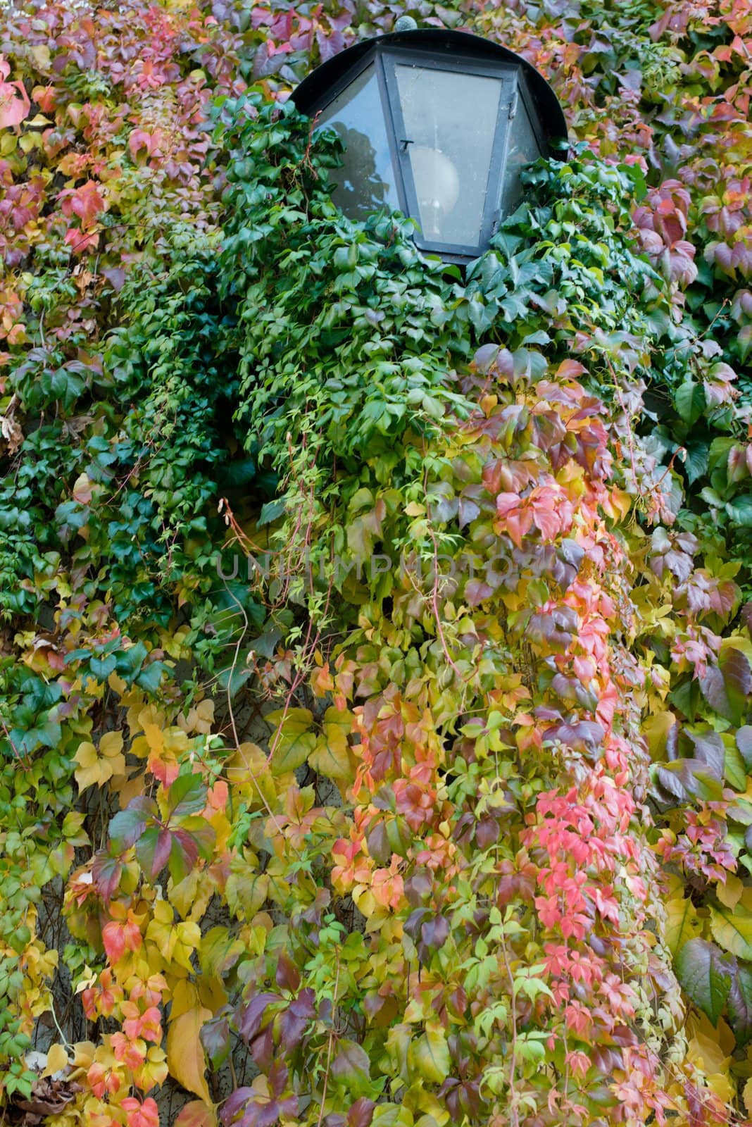 poison ivy leaves around old lantern turning red and yellow in the fall