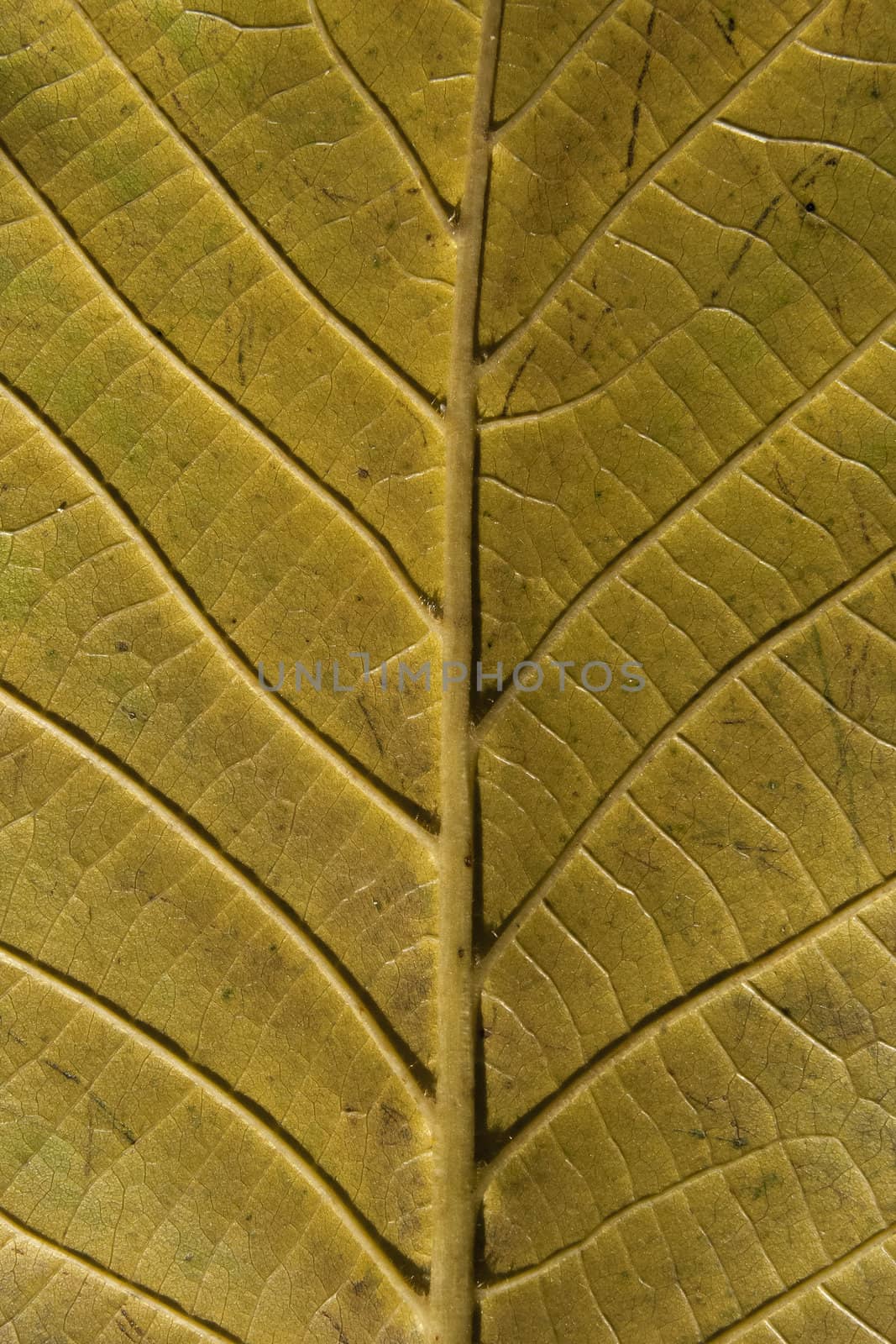 Autumn leaf vein structure underside green color as background