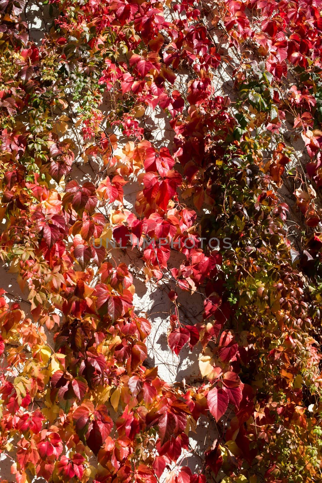 poison ivy leaves turning red and yellow in the fall
