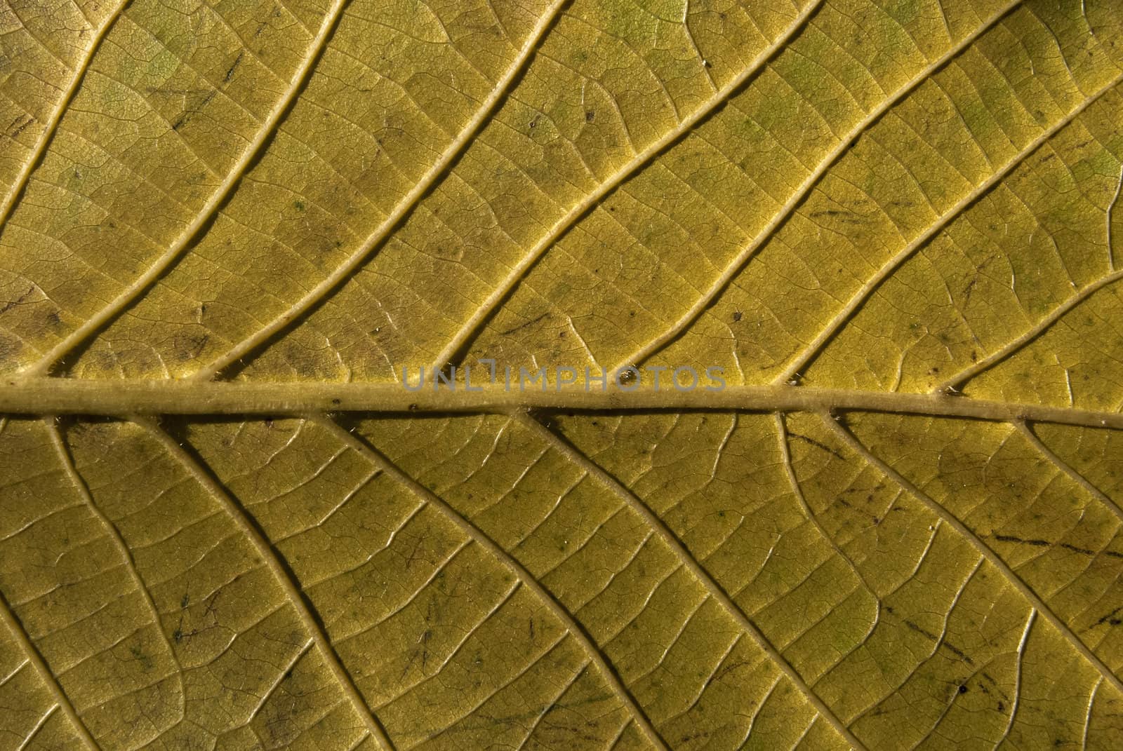 Autumn leaf vein structure underside green color as background