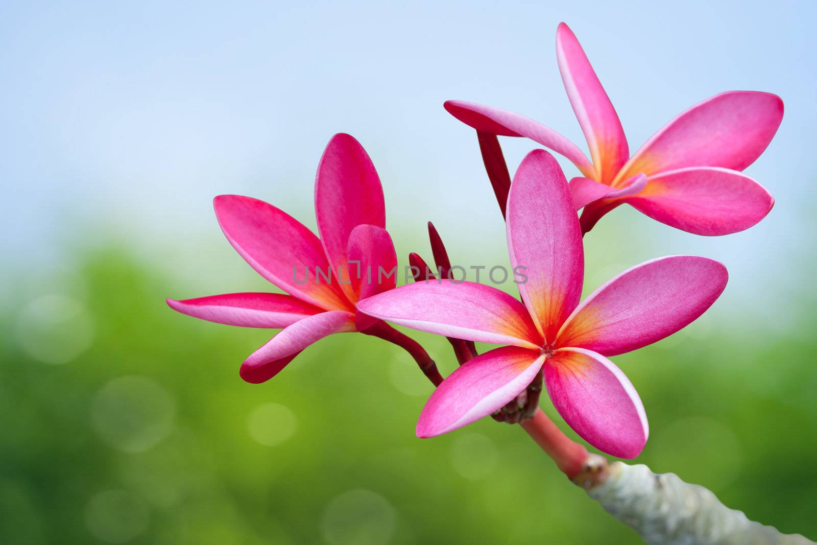 Plumeria flowers