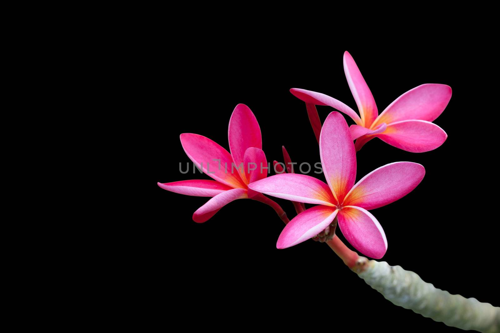 Plumeria flowers isolated on black