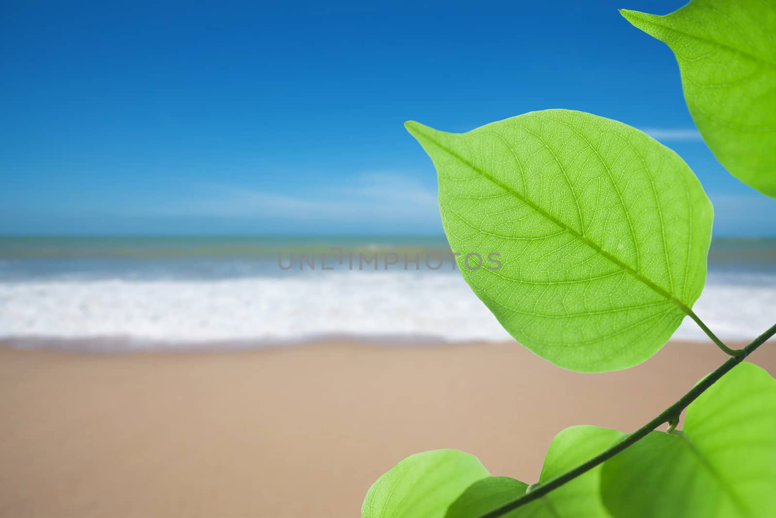 Green leaf on beach