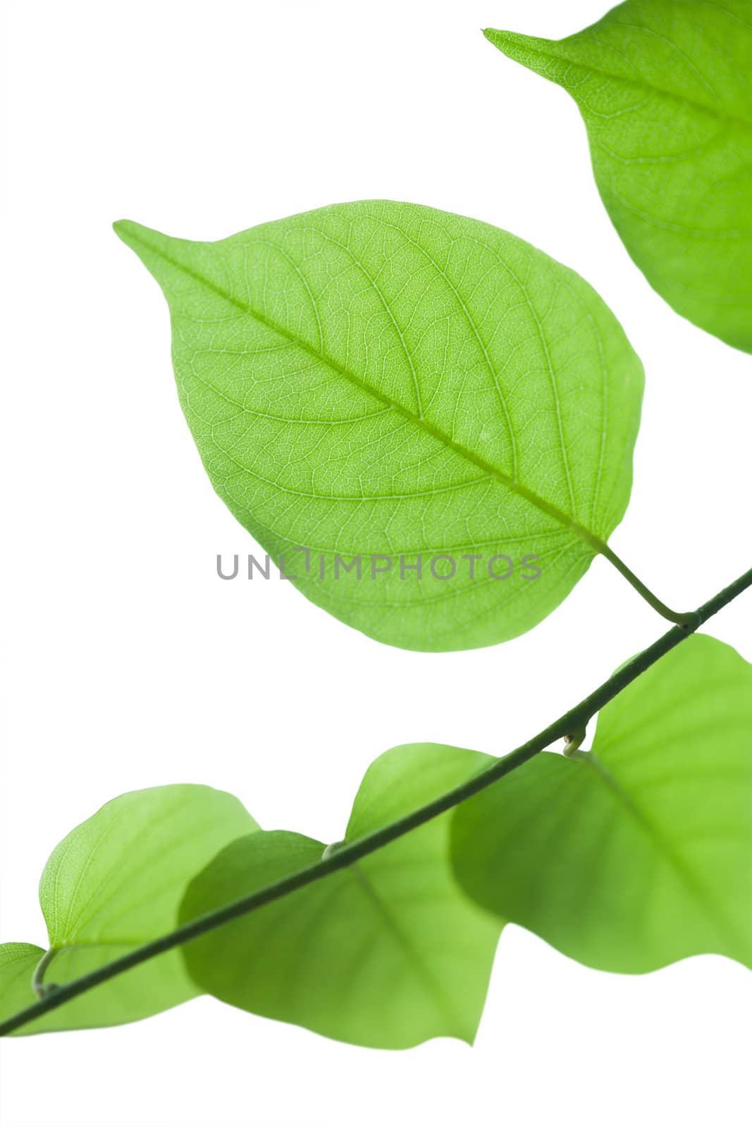 Green leaf isolated on white background
