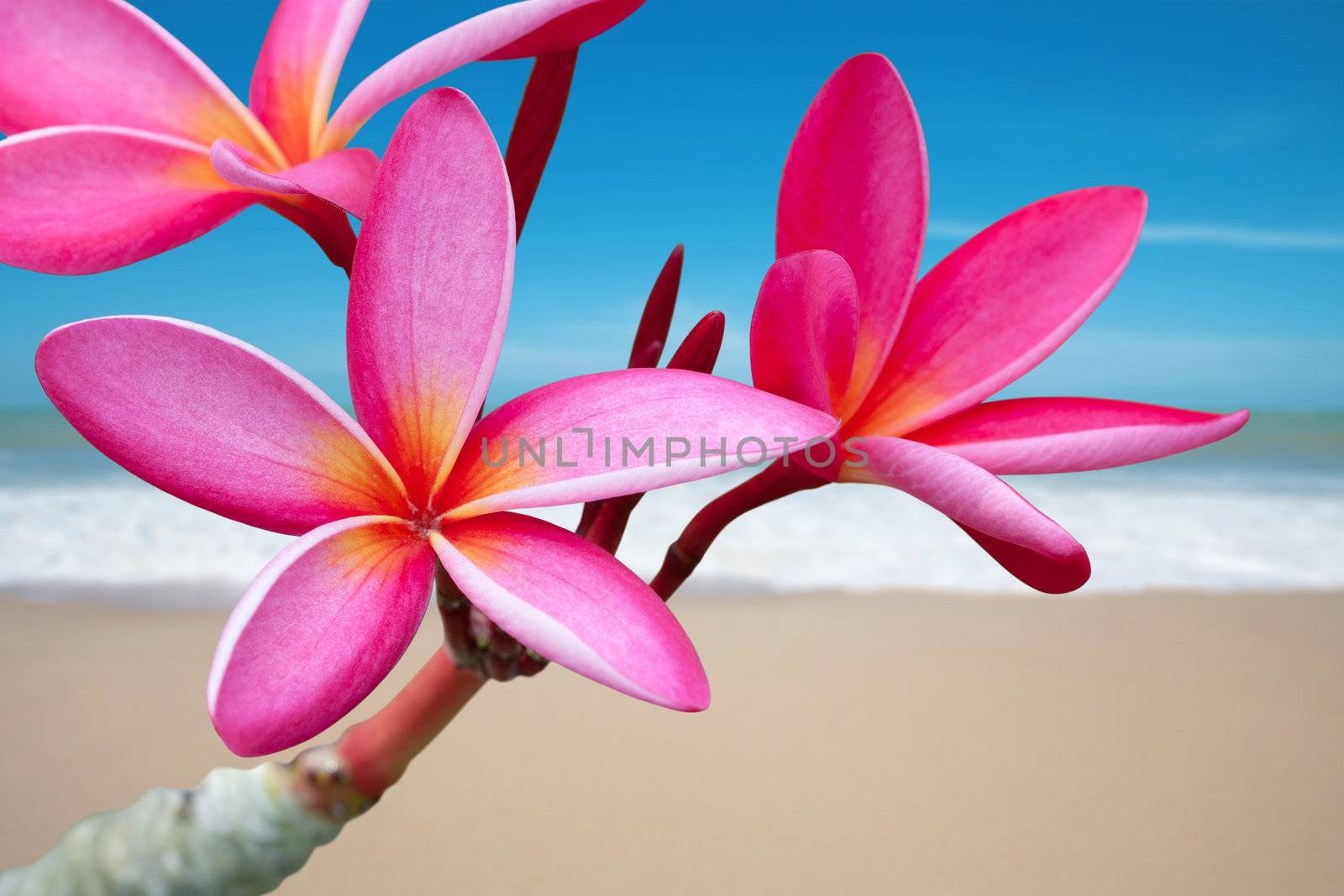 Plumeria flowers on the beach