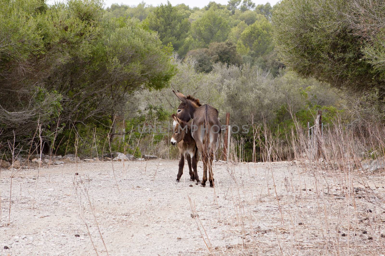 donkeys in field outdoor in summer looking by juniart