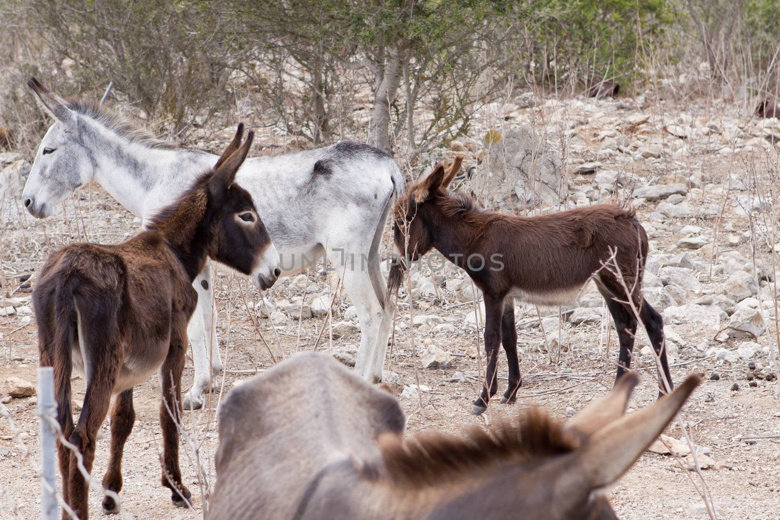 donkeys in field outdoor in summer looking by juniart