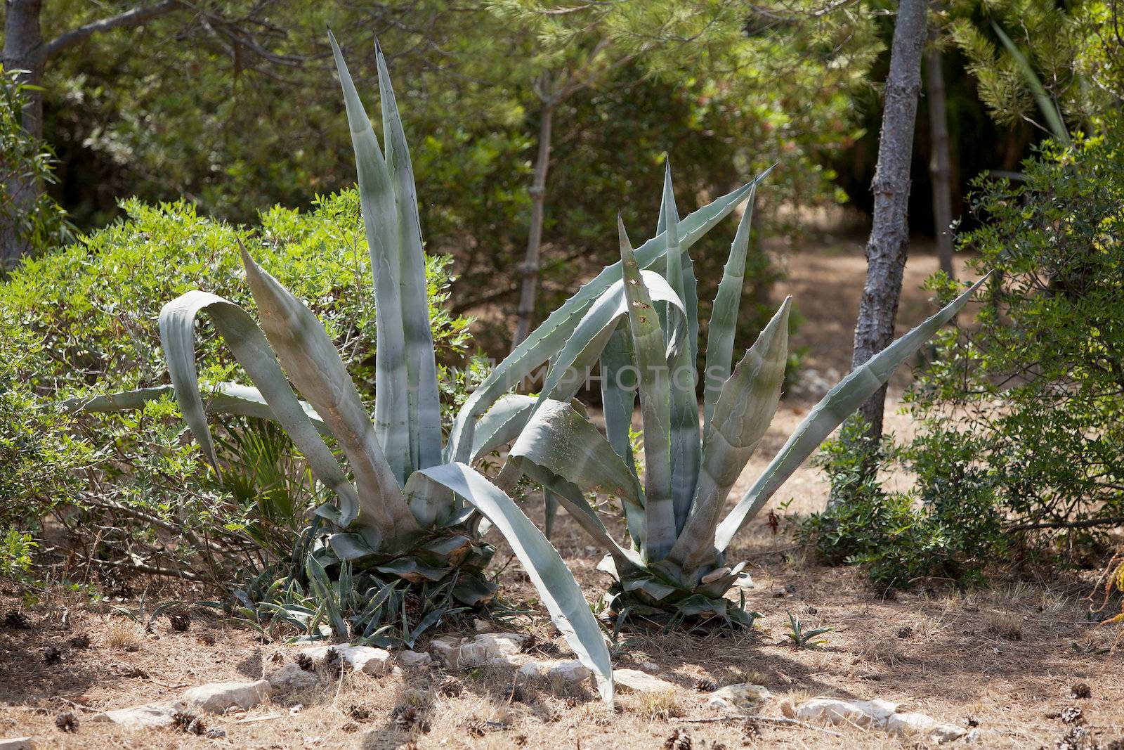 agave plant cactus aloe outside in summer by juniart