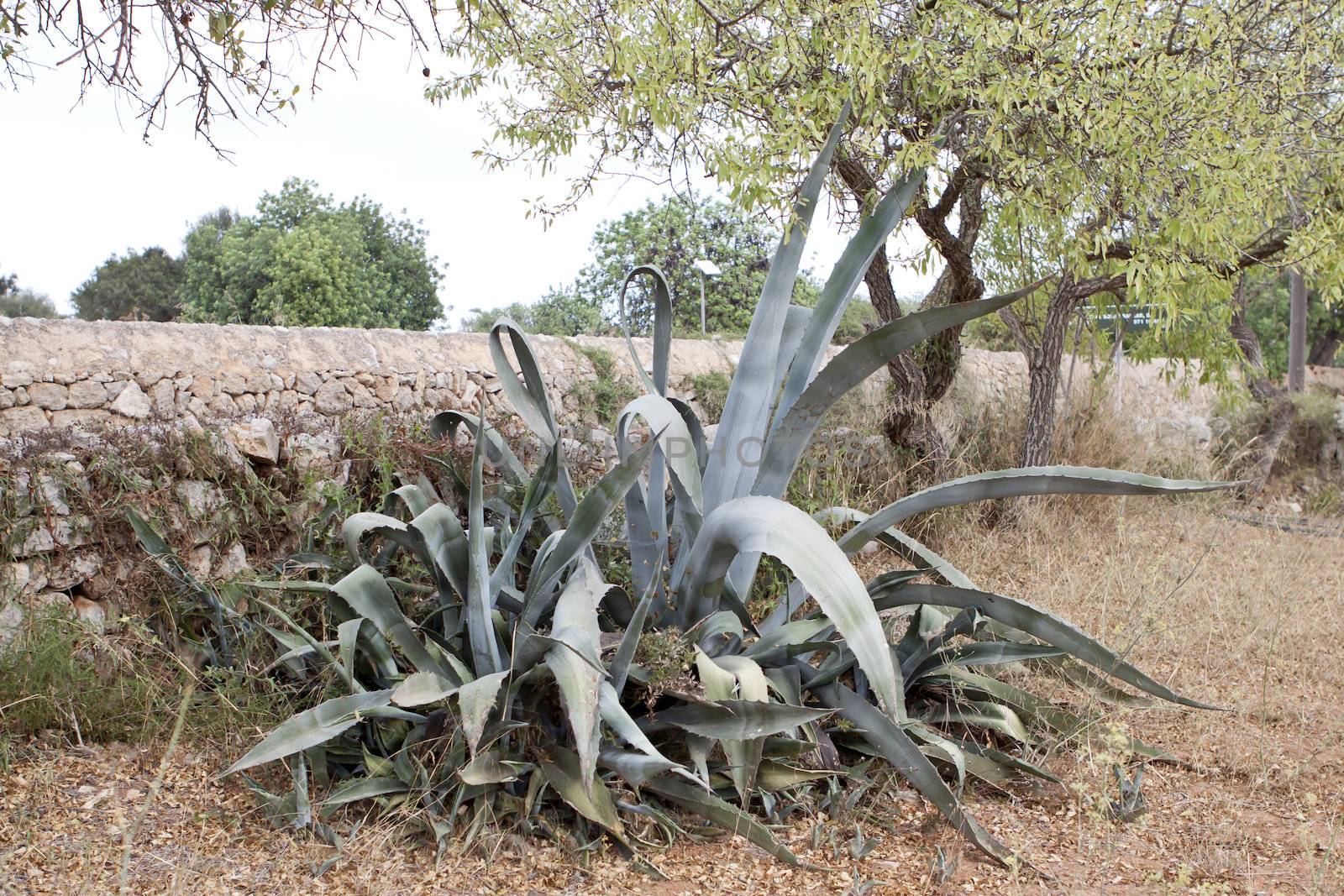 agave plant cactus aloe outside in summer by juniart