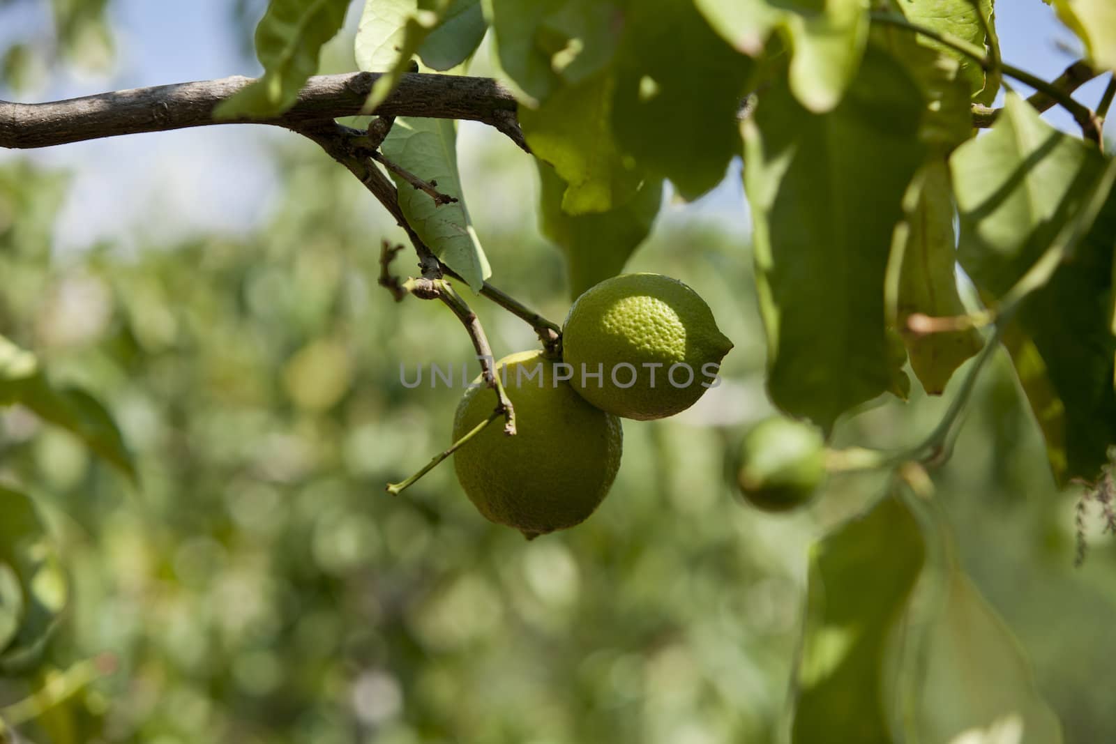 fresh tasty green limes on tree in summer outside by juniart