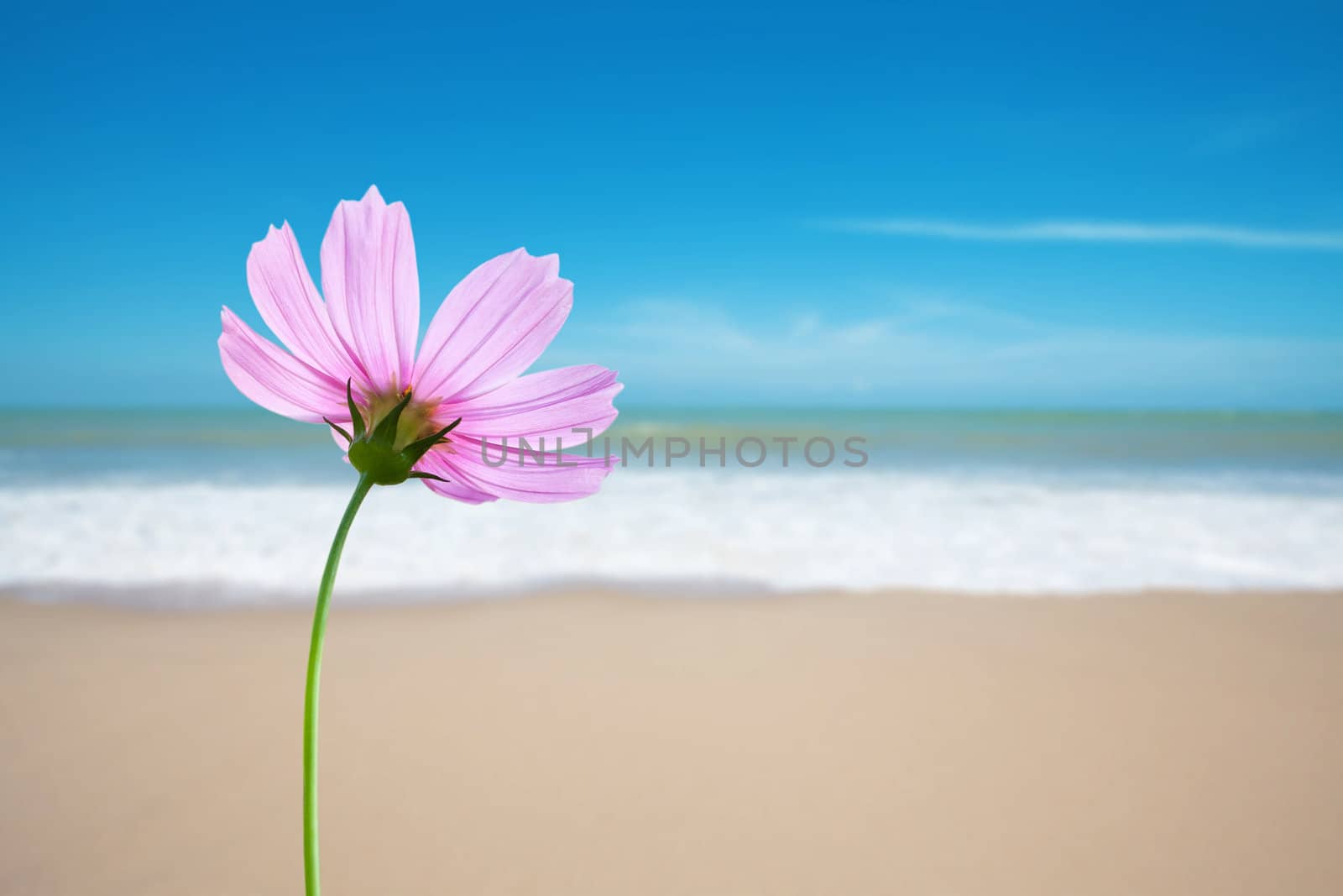 Cosmos flower on the beach