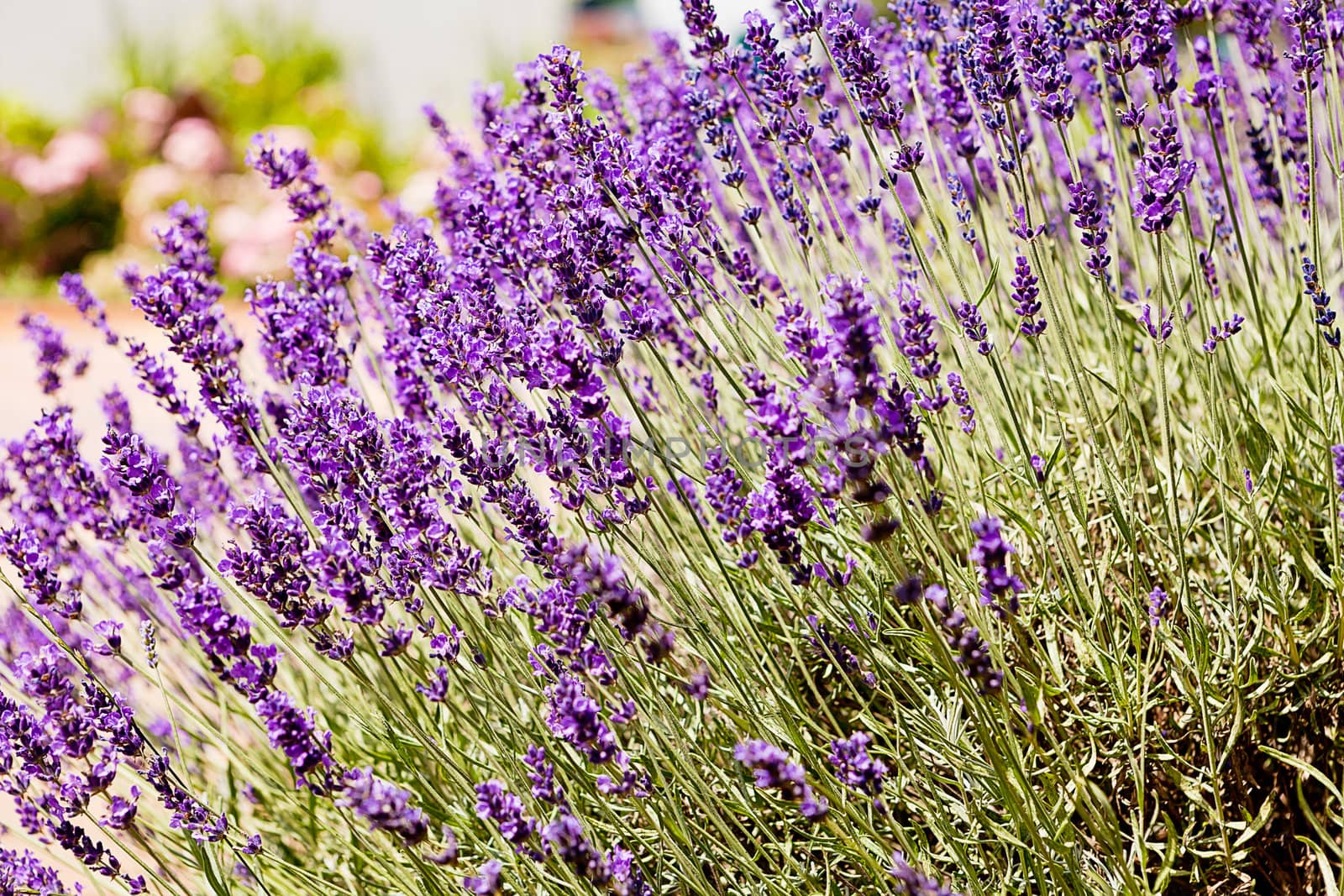 beautiful lavender flowers outside in summer close up