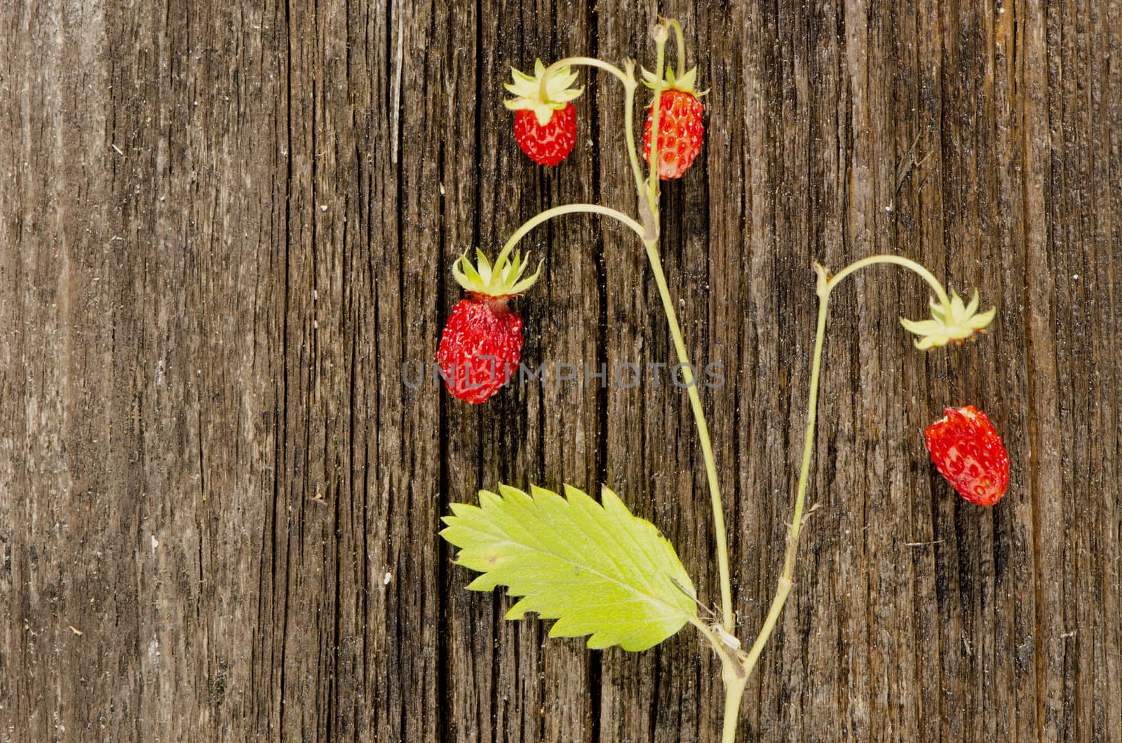 wild strawberry on old wooden plank background