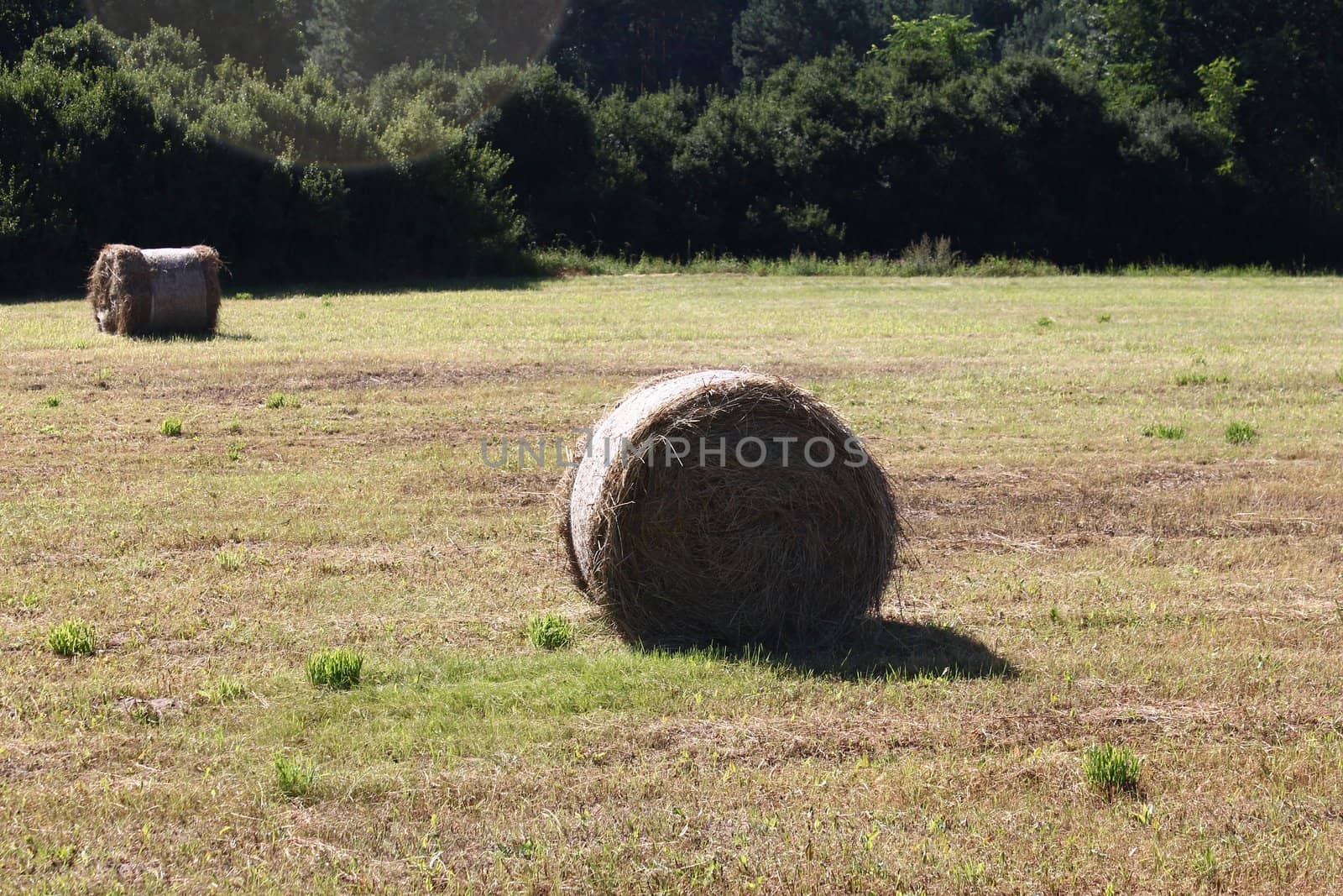 harvested field with two hay bales on the edge