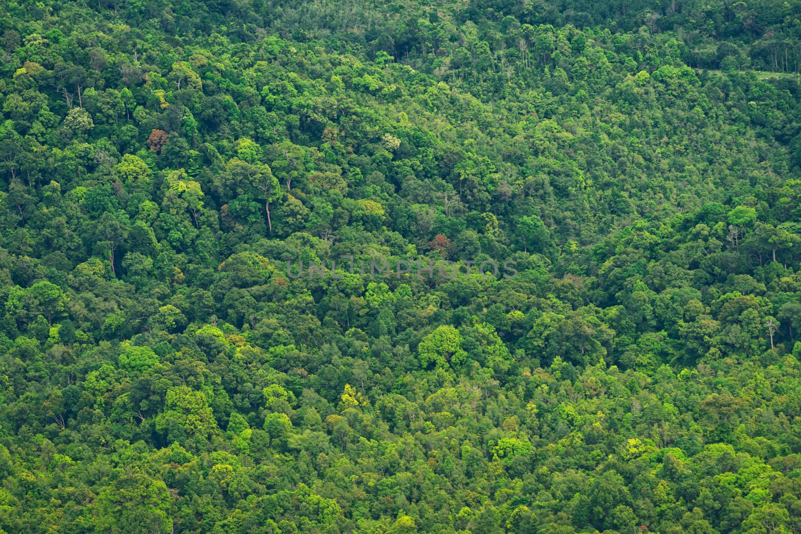 Background of the vibrant rainforest trees