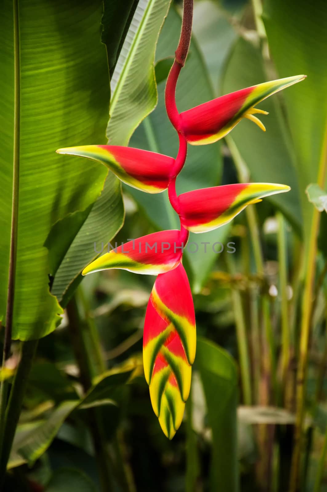 A red heliconia flower in a forest in Colombia.