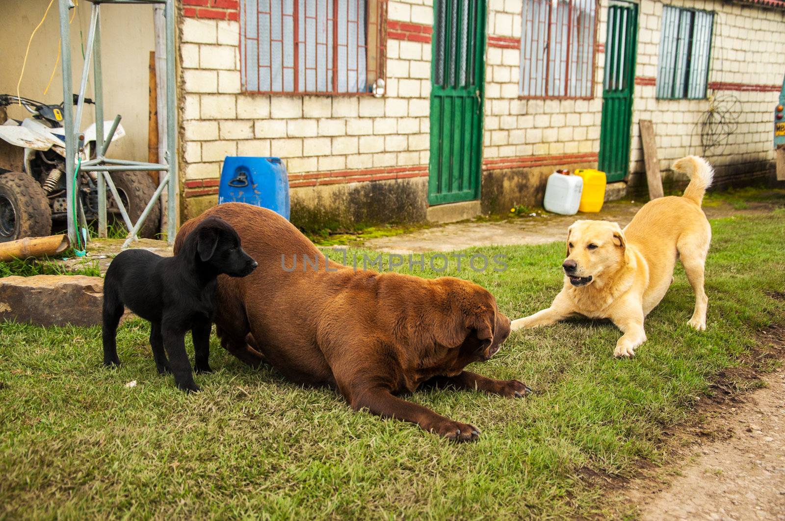 Three different colored Labradors playing together