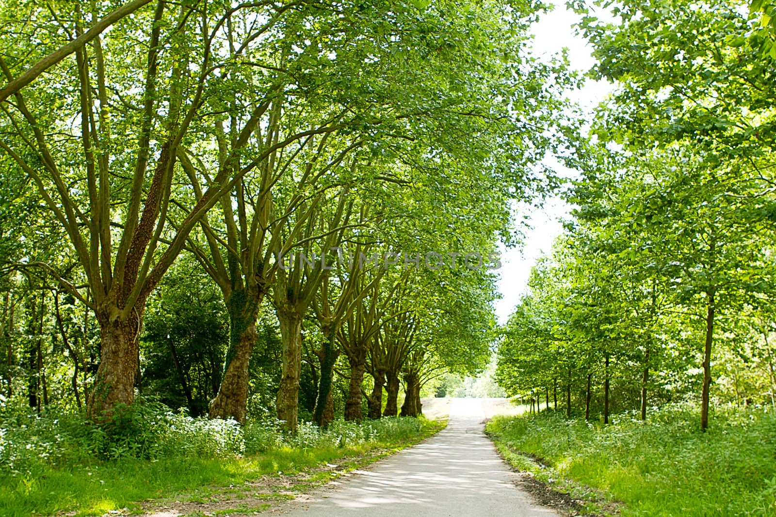 road in forest with green trees with sunshine in summer
