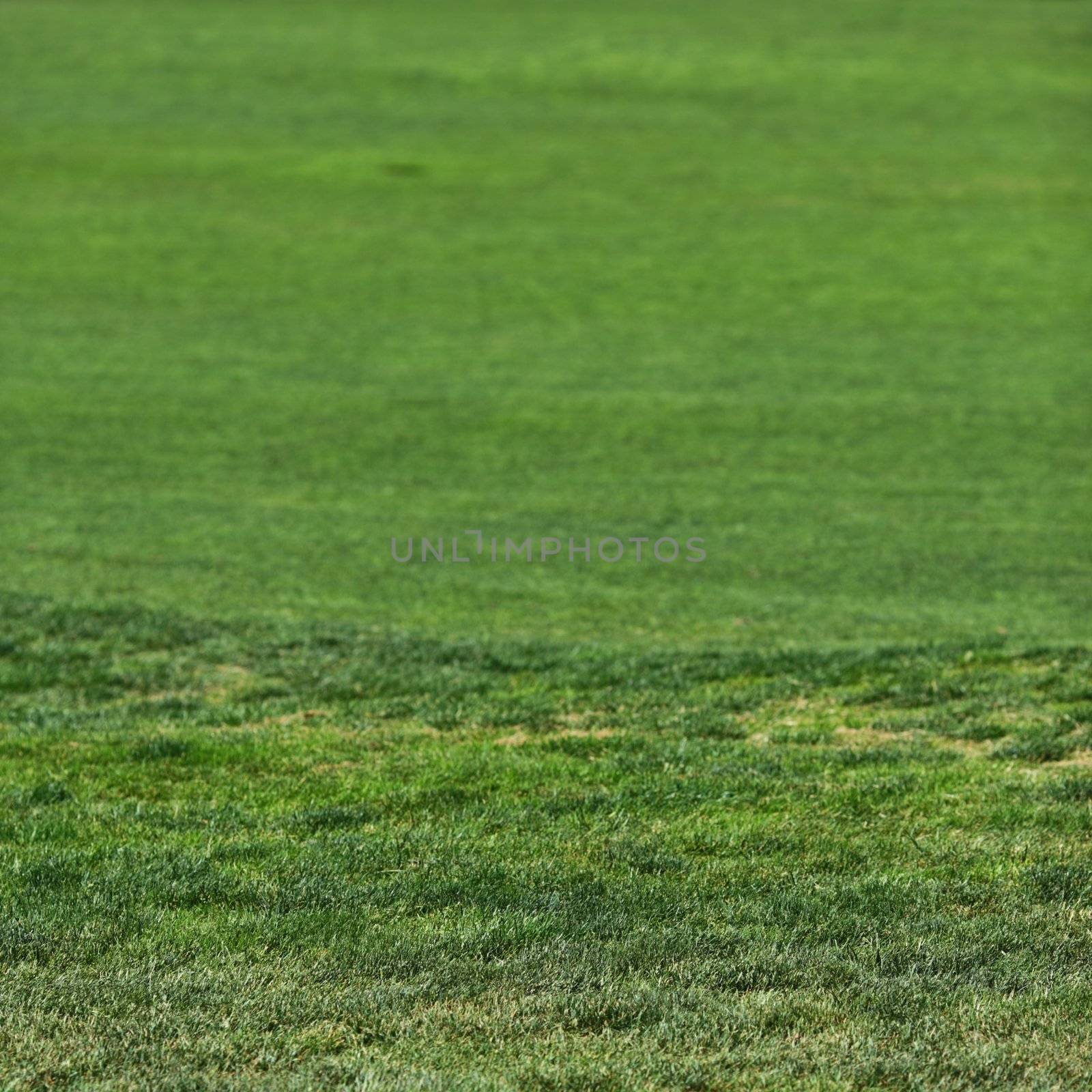 Beautiful green grass texture by Yellowj