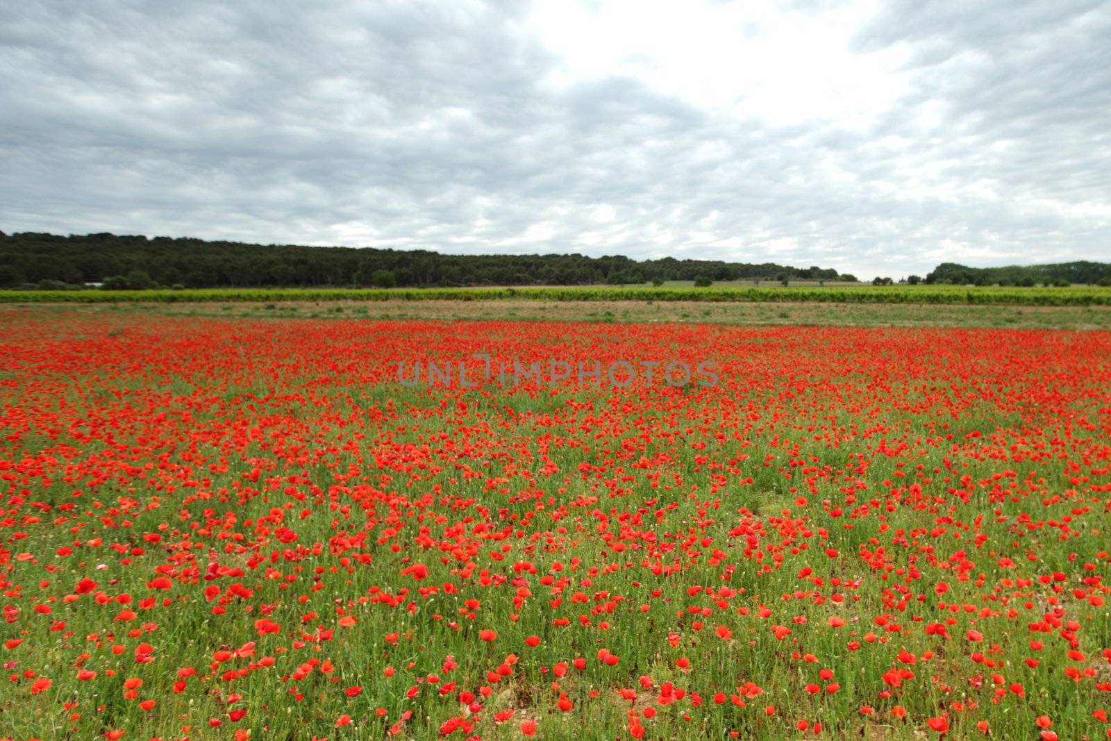 Field of poppies with beauty sky by Yellowj