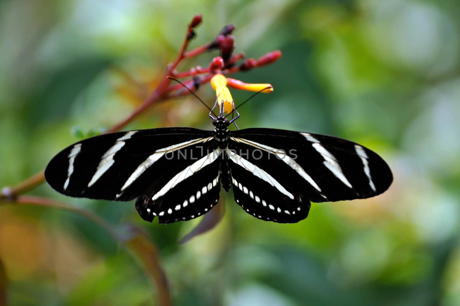 Zebra Longwing Butterfly by fernando2148