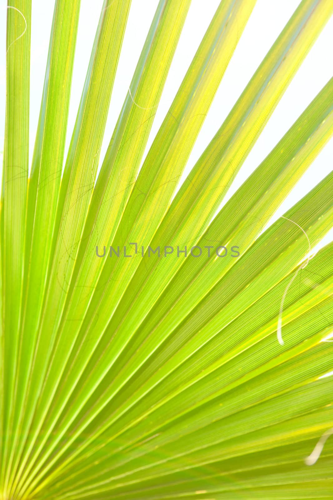 palm leaf by vsurkov