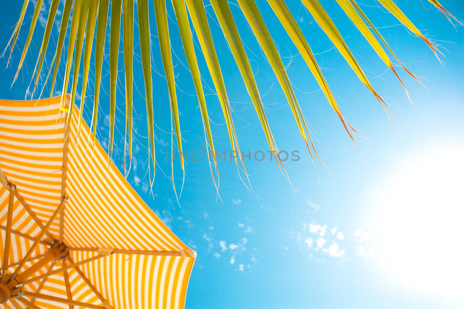 background with palm leaf, parasol and sun