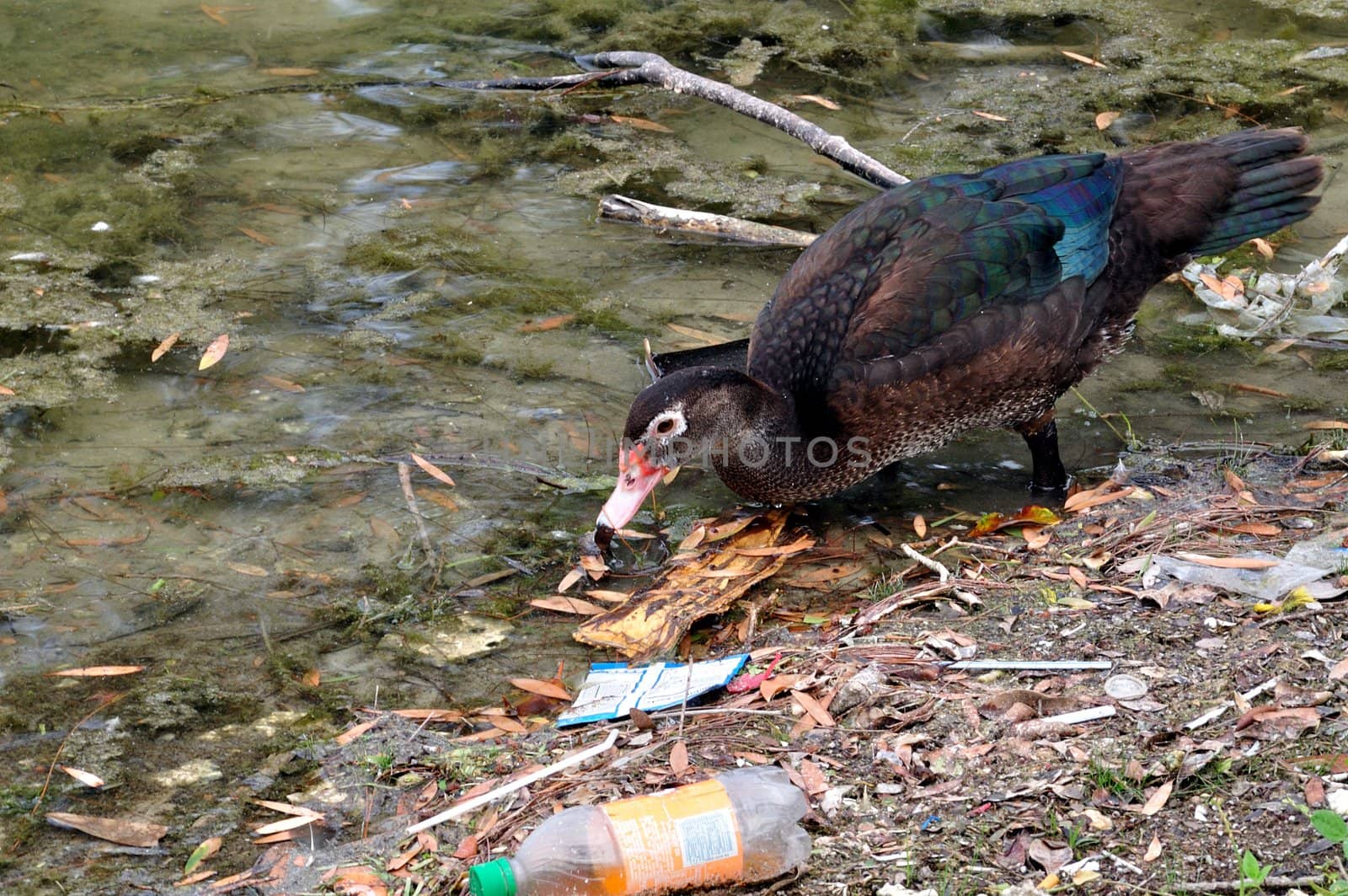 Duck Looks at Pond Trash by fernando2148