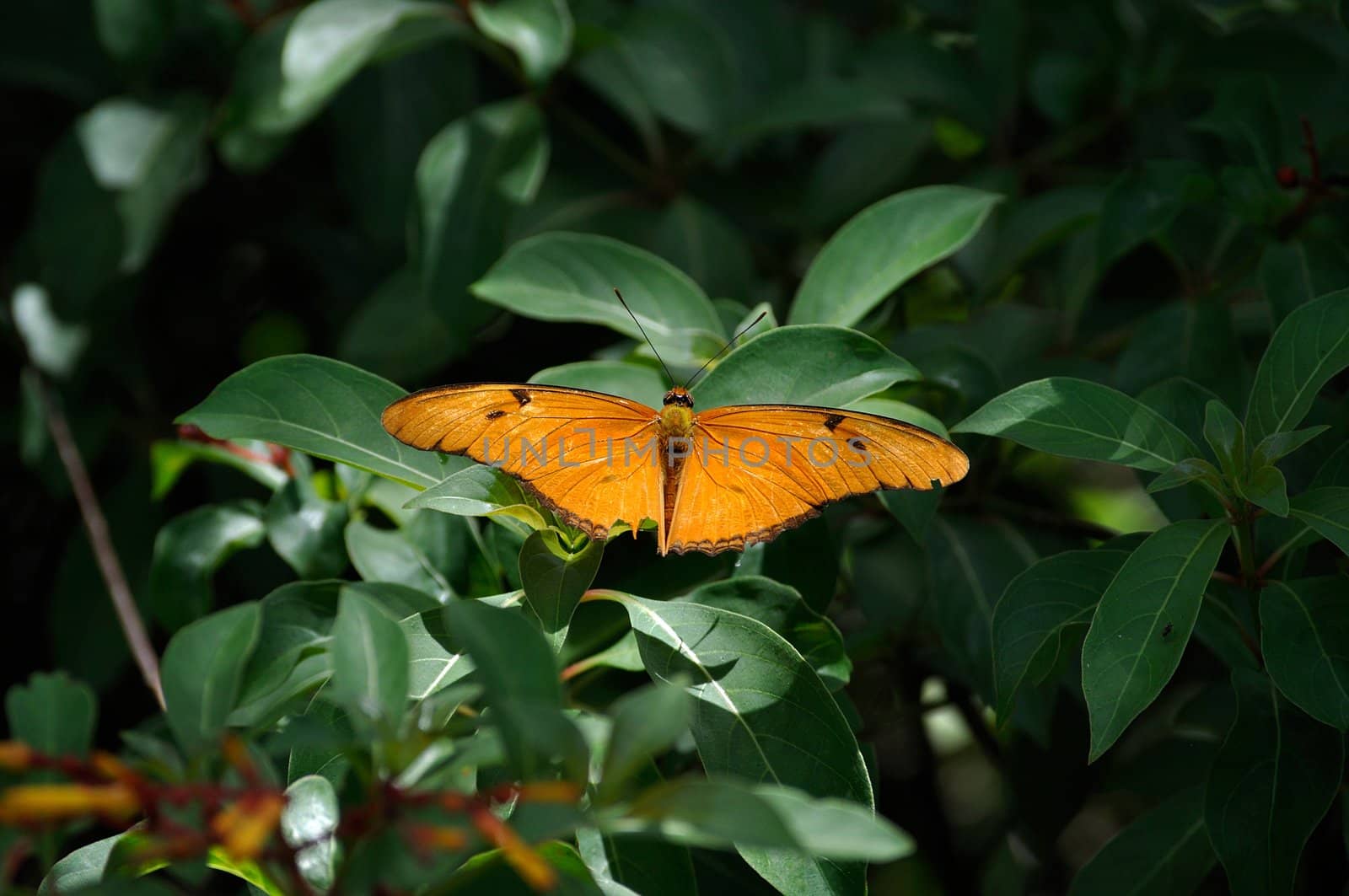 Dryas Iulia, commonly called Julia Butterfly, lands on sunlit leaves.