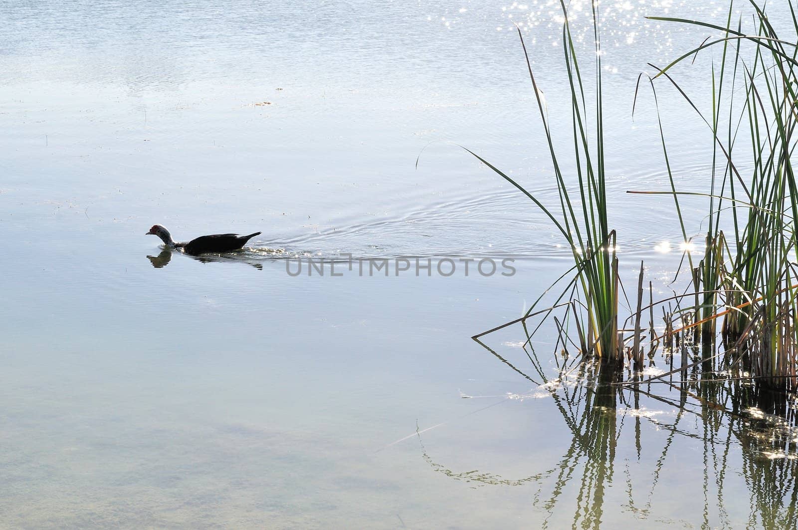 A lone Muscovite duck swims in a pond in Miami.