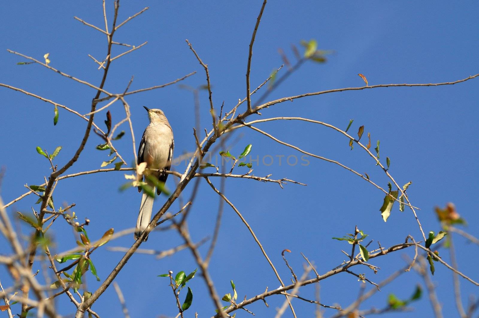A common mockingbird (Mimus polyglottos), the official bird of the State of Florida, is perched atop a Miami backyard tree.
