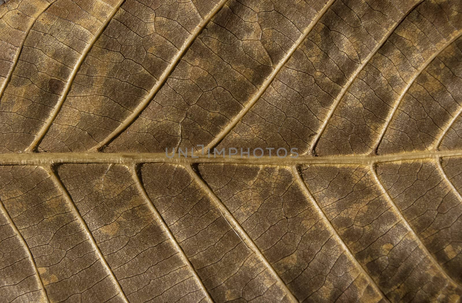 Dry leaf structure underside by varbenov