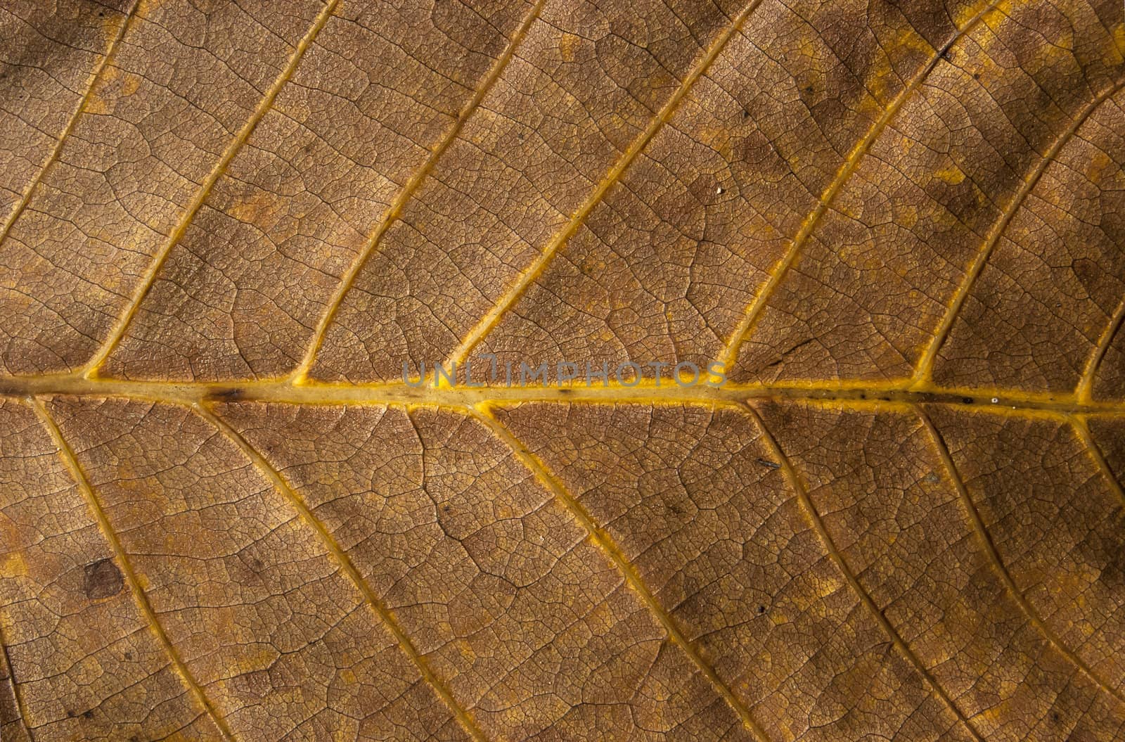 Dry leaf structure by varbenov