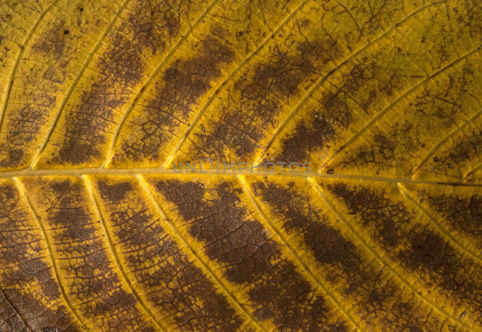 Autumn leaf structure by varbenov